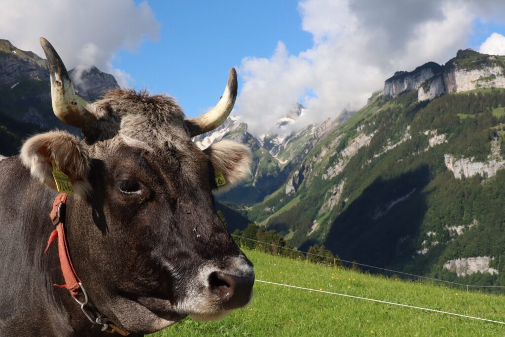 Obsi ond nedsi: Höhenmeter in Schnee und Matsch 18. – 20. Juni 2020