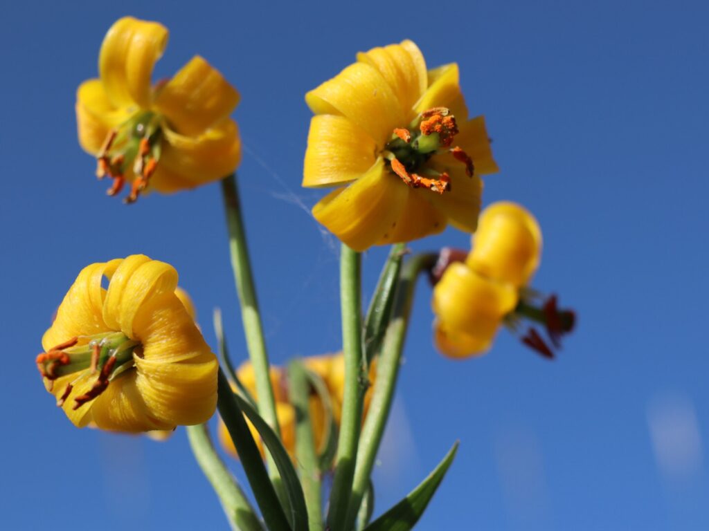 Vrysochori – Nestorio: durch das nördliche Pindosgebirge 26. – 30. Juni 2021 (105 km / 5100 HM)